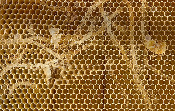 : WaxMothTrails2003-11-23