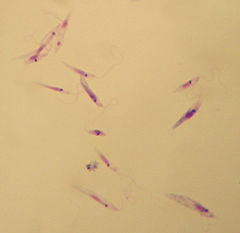 leishmania_tropica