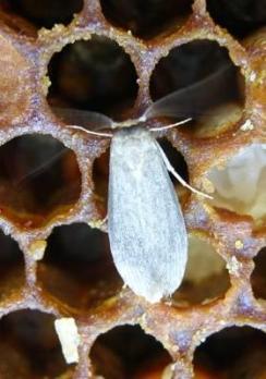 دودة الشمع الصغيرة