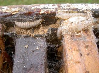 يرقات ديدان الشمع