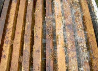 الخيوط الحريريةالتي تنسجهادودة الشمع