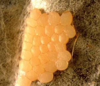 بيوض ديدان الشمع