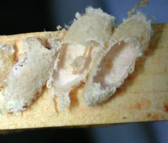 شرانق ديدان الشمع