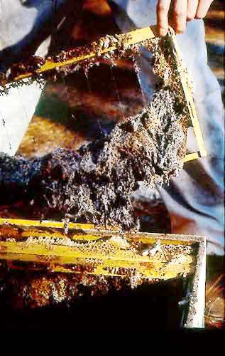 أضرار دودة الشمع